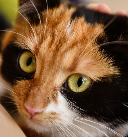 Japanese Bobtail Personality