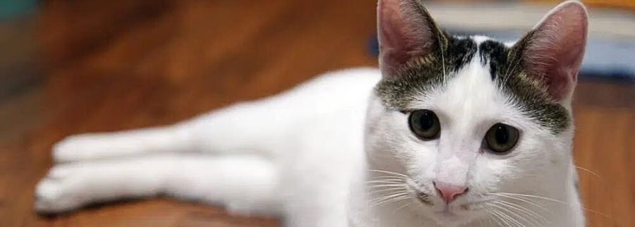 Japanese Bobtail