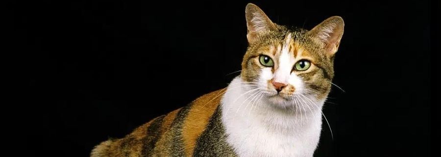 Japanese Bobtail