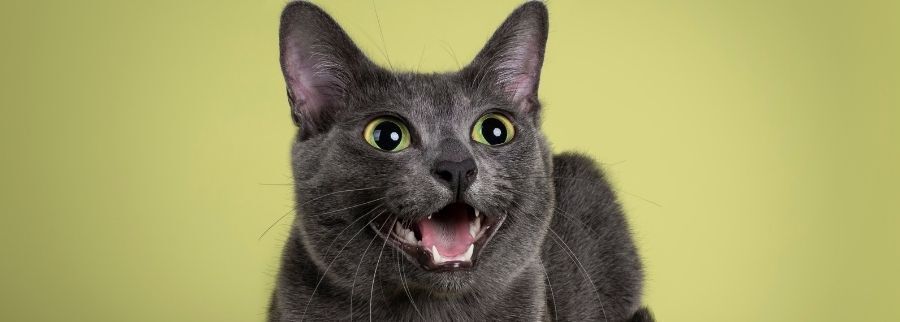 Korat Cat