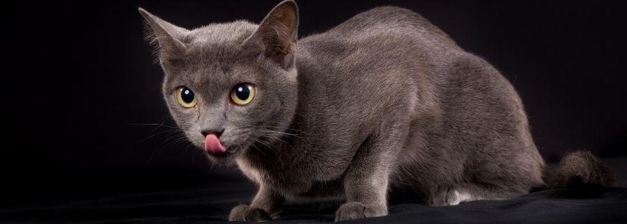 Korat Cat