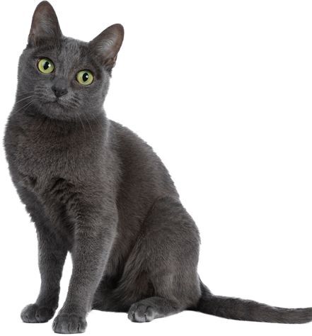 Korat Cat Personality