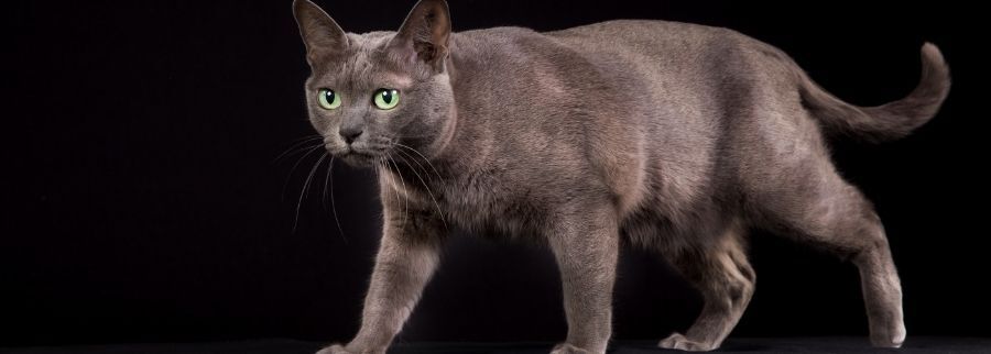 Korat Cat