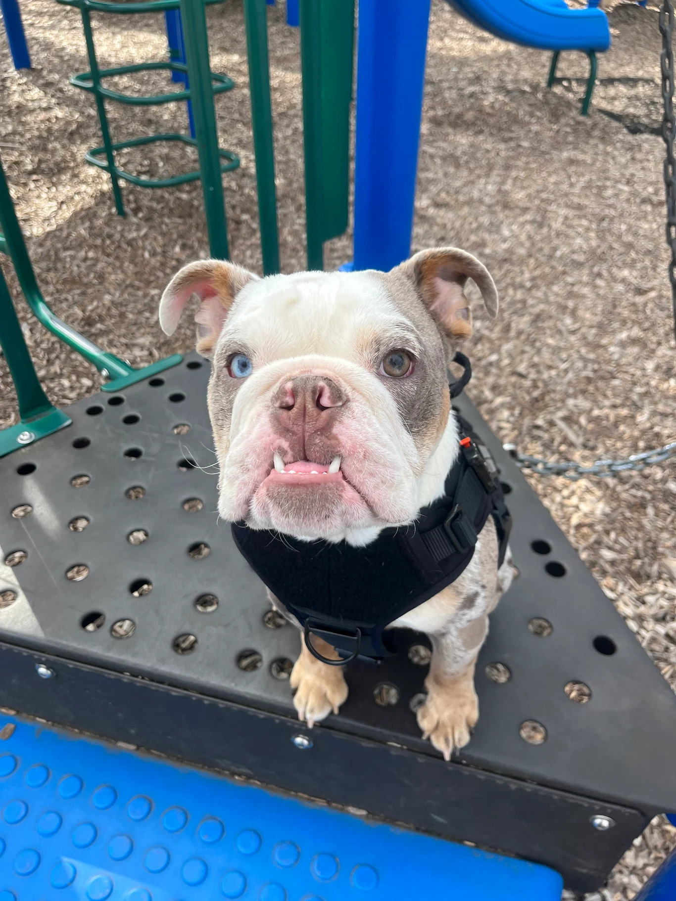 Lucy’s Spark is Back!