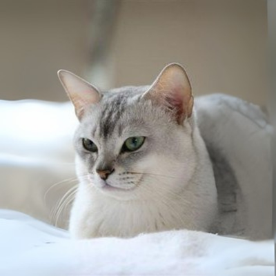Malayan Cat Personality