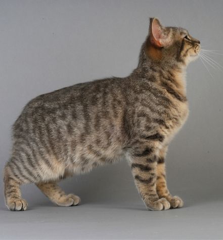 Manx Cat Personality