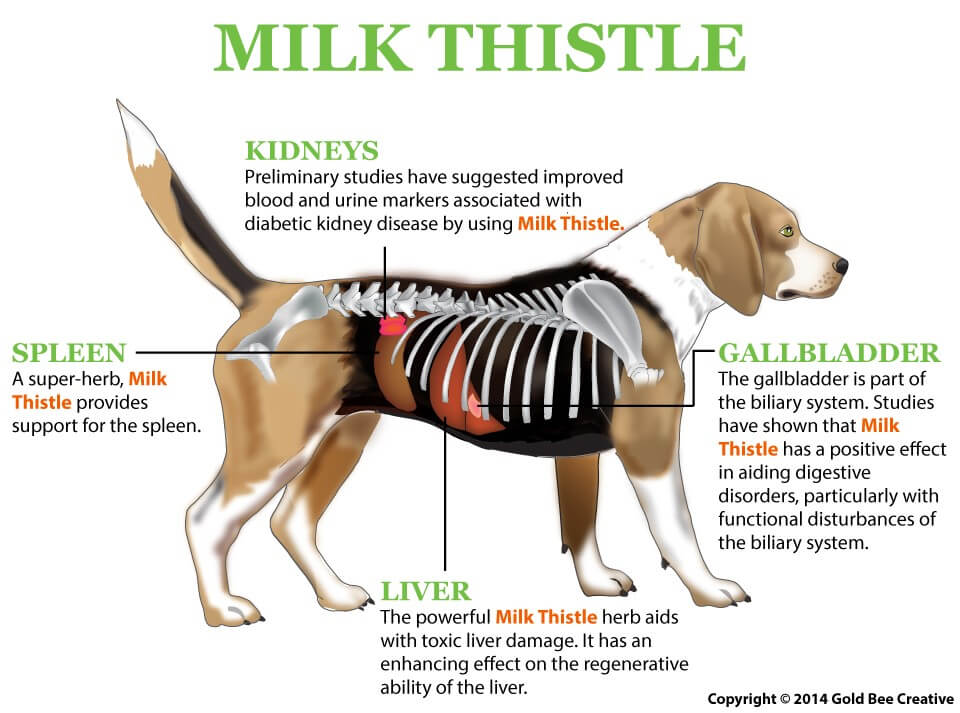 الحليب-الشوك-dog.jpg