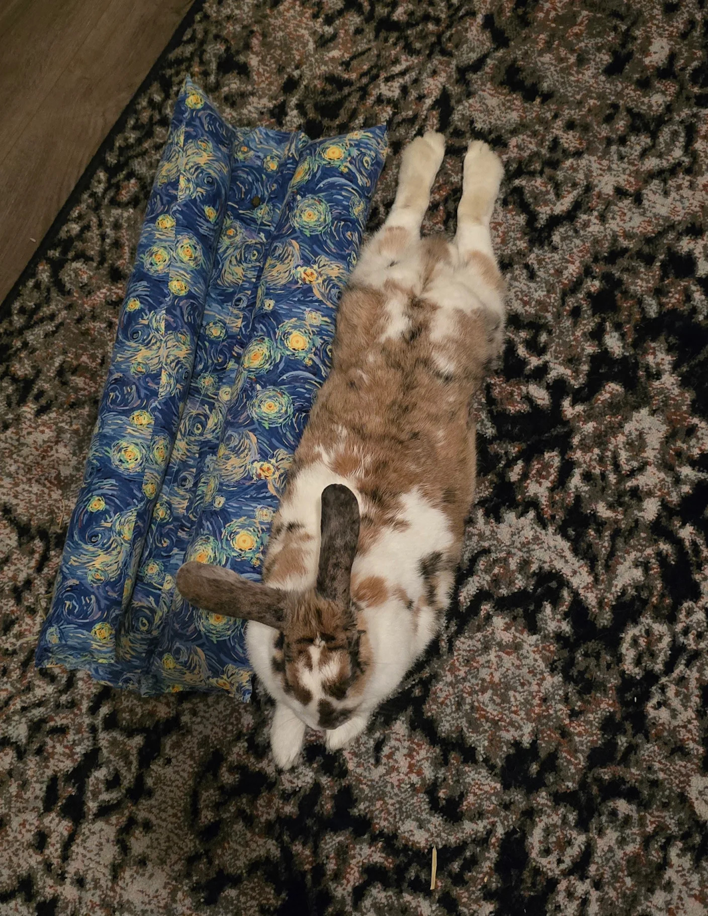 Our Healthy Bun is Back!