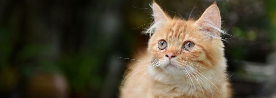 Ginger Munchkin Cat