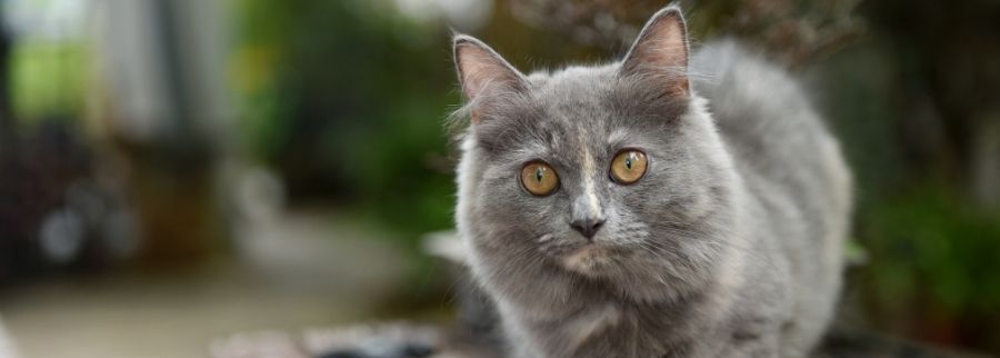 Grey Munchkin Cat
