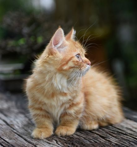 Munchkin Cat Personality