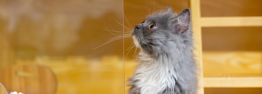 Grey Napoleon Cat