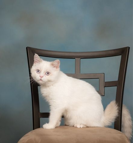 White Napoleon Cat seating on a chair