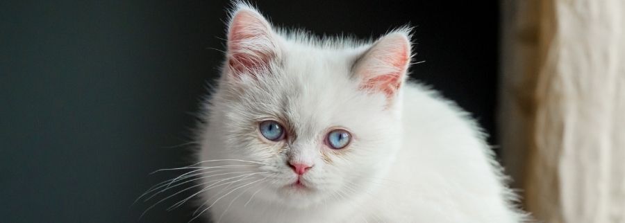 White Napoleon Cat