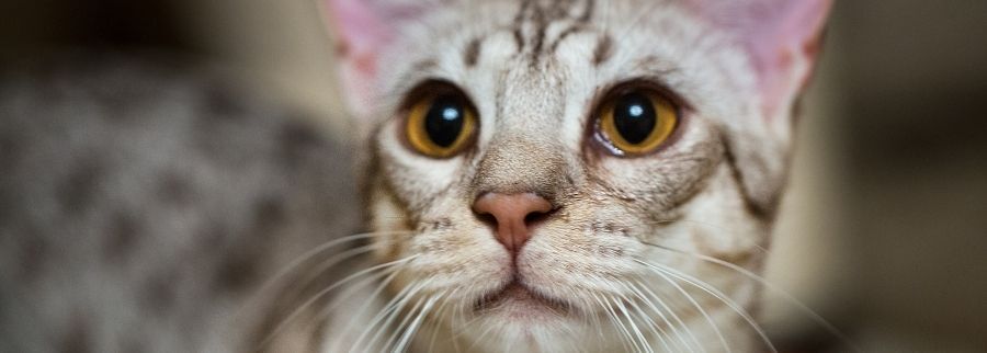 Ocicat Cat Breed