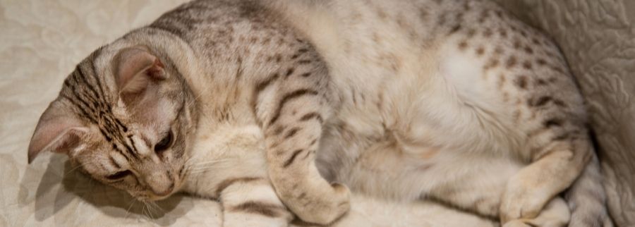 Ocicat Cat Breed