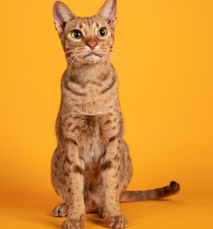 Ocicat Cat Personality