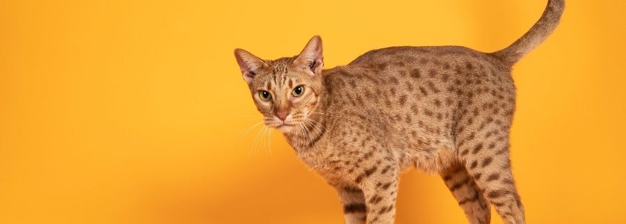 Ocicat Cat Breed