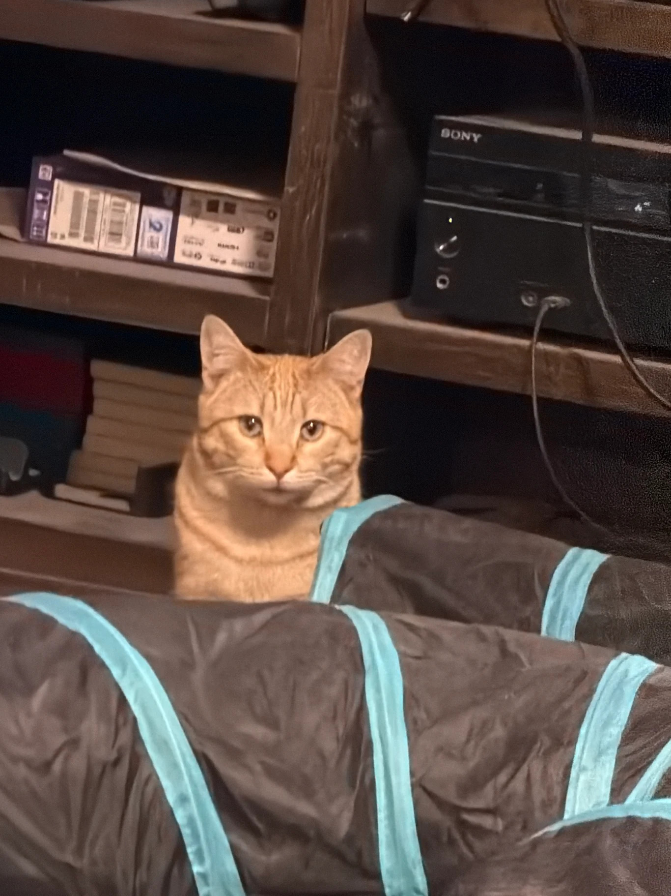 A Daily Routine for a Happy, Healthy Rescue