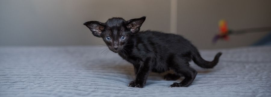 Oriental Longhair kitten