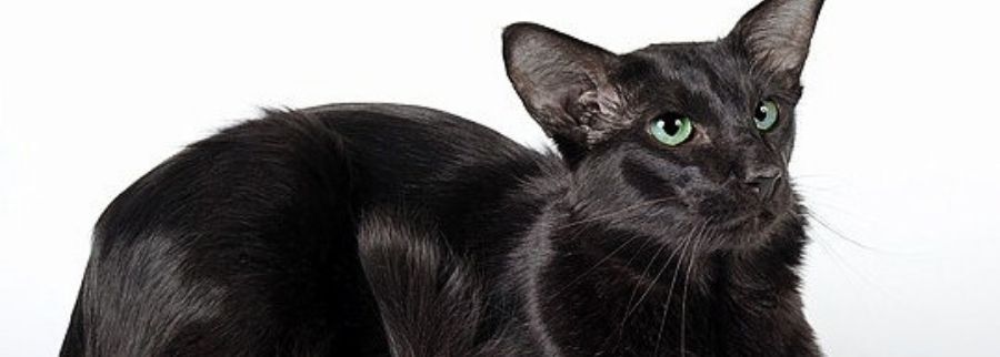 Black Oriental Longhair