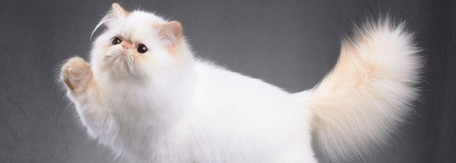 White Persian Cat 