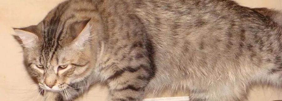 Pixie-bob Cat