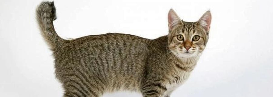 Pixie-bob Cat