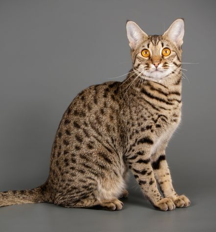 Savannah Cat Personality