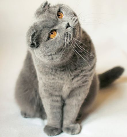 Scottish Fold Cat