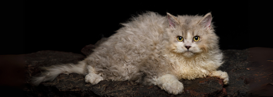 Selkirk Rex Cat