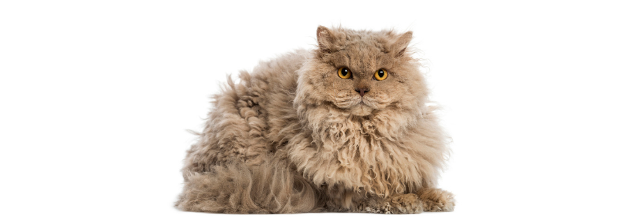 Selkirk Rex Cat