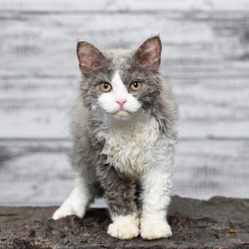 Selkirk Rex Personality