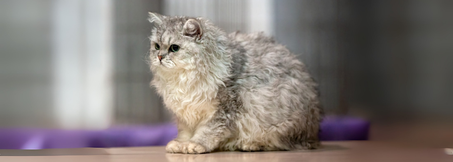 Selkirk Rex Cat