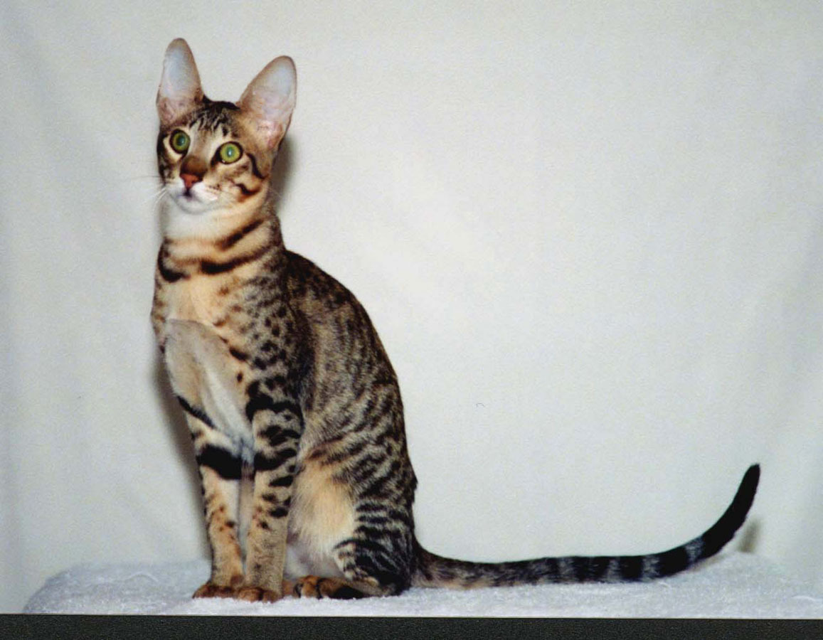 Brown Serengeti Cat Personality