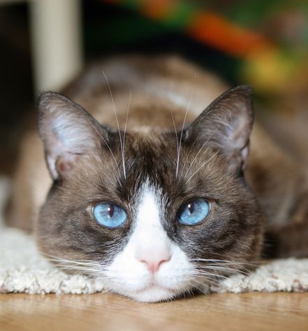 Snowshoe Cat Personality