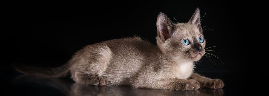 Tonkinese Cat