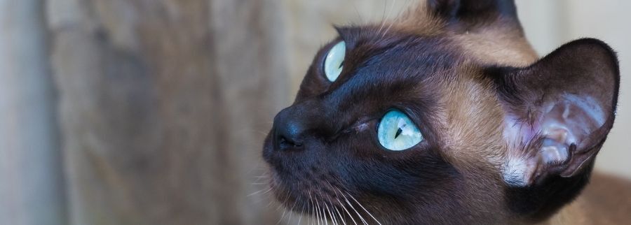 Tonkinese Cat
