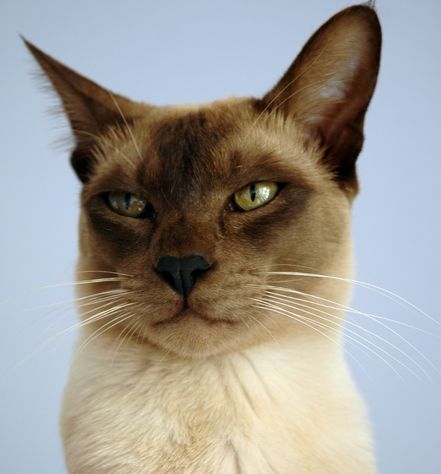 Tonkinese Cat Personality
