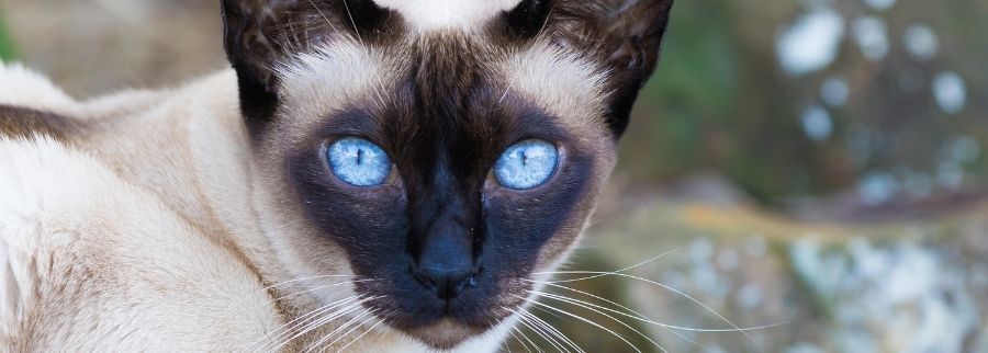 Tonkinese Cat