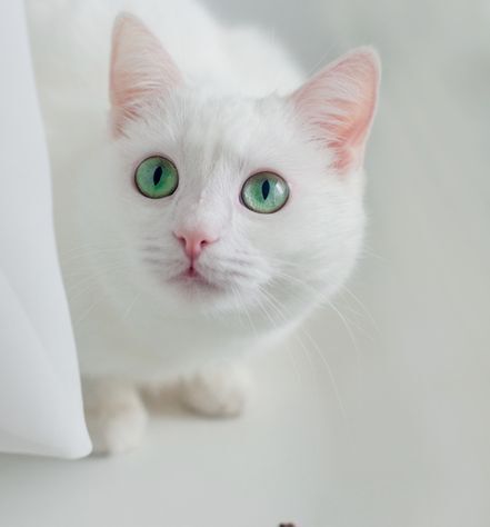 Turkish Angora Cat Personality