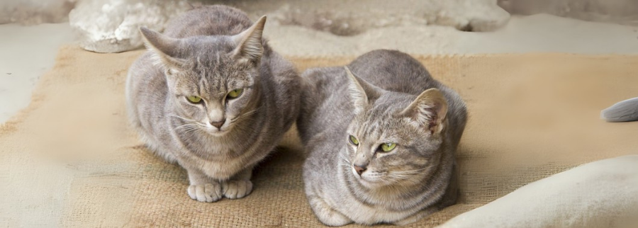 two Malayan Cat