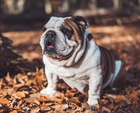 best multivitamin for english bulldog