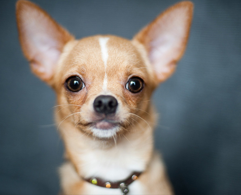 Senatet Uafhængig specificere Hunde - midler efter race - Chihuahua - NHV Natural Pet