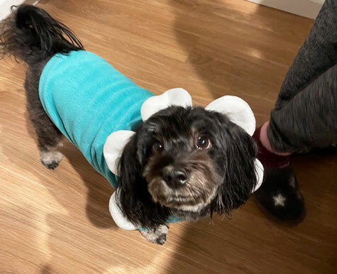 Natures Immuno for IMHA dogs