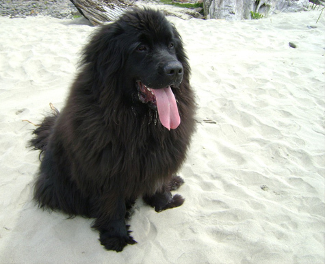 how much weight should a newfoundland puppy gain