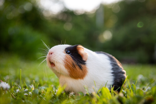 guinea pigs