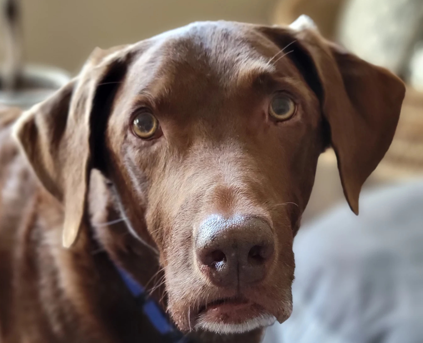 Natural Lymphoma Support for Dogs