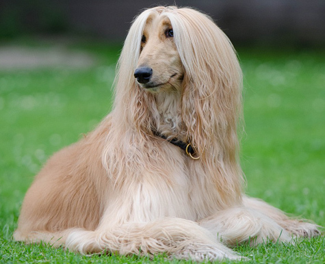 Dogs Remedies By Breed Afghan Hound Nhv Natural Pet