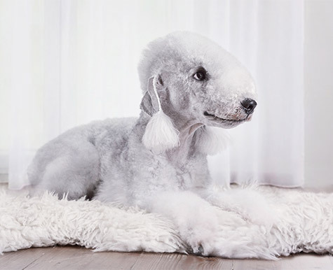 are bedlington terriers good with cats